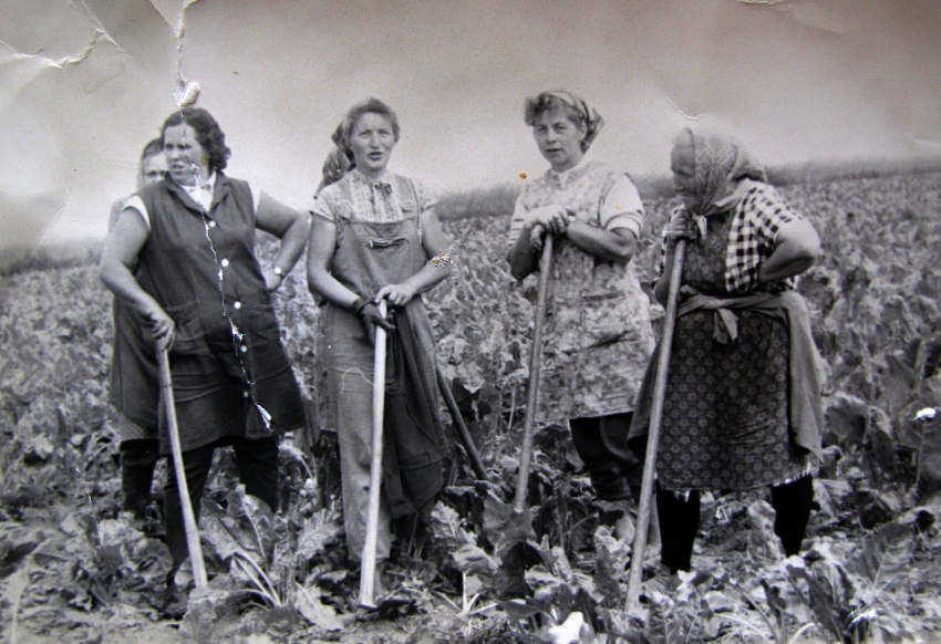Hermina Musilová (druhá zprava) při polních pracích v JZD (asi 1958). Zdroj: Archiv pamětnice