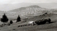 Jiří Langer / journey 1957 / haymaking in Zuberec / Slovakia