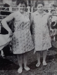 JZD, Marie při práci v živočišné výrobě, 60. léta