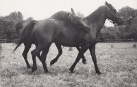 Koně na pastvině Slavice v 60. letech