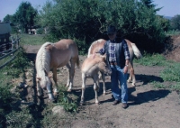Gustav with his horses