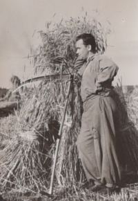 František is mowing the grain and binding it into sheaves during his summer holiday in Bukovina
