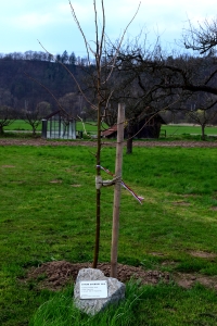 Lípa z roku 2018, vysazena ve Lhotě Rapotině přímo naproti pamětníkovu domu u příležitosti 100. výročí vzniku republiky, pamětník měl proslov