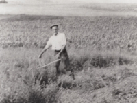Tatínek při práci na poli asi roku 1947