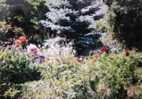 A contemporary photo taken in her most beloved place - her garden 