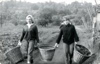 Anna Hogenová (vpravo) na chmelové brigádě poblíž bydliště v Žatci (počátek 60. let)