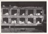 Přímo v prostorách továrny V. I. Stratílek choval králíky