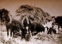 Rodina Veselých při kosení sena