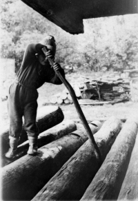 Bedřich Huml pracuje na pile roku 1950