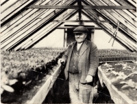 Děda Stanislav Poledno ve vlastních zeleninových sklenících, 1953