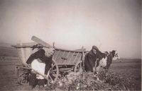 Práce na poli, tatínek a maminka (František a Antonie Šestákovi) při nakládání cukrové řepy, 40. léta 20. století