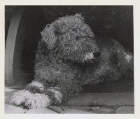 Oblíbená foxteriérka Minda, pes u prarodičů, kde malý Filip trávil dětství, 1954