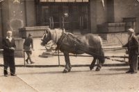 Antonín Habrecht with a horse; 1960s, Karlovy vary - Jáchymov