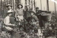 Na chmelové brigádě v roce 1953