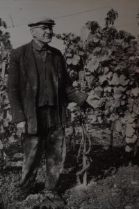 Tatínek Jan Hanák ve vinohradě