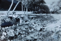 Julie Poulíková with Silva the doe, which the family domesticated