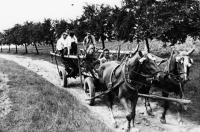 Ilona Kociánová na senné brigádě s kolegy z železáren / 60. léta