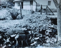 Laň Silva, kterou rodina ochočila, u domu v Chrasticích