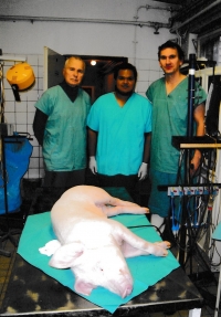 Professor Květina with his colleagues observing a laboratory pig. 2010