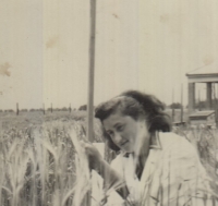 Marie Frištenská při práci v šlechtitelské stanici, 50. léta 20. století