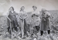 Hermina Musilová (druhá zprava) při polních pracích v JZD (cca 1958)
