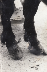 Ladislav Andrlík - kůň Matouš, dokumentace kování několik let nekovaného koně, cca 1980