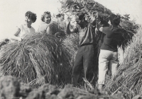 Oldřich Vašák during the harvest with his colleagues from the Masaryk University rector's office