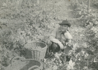 Alexander Bory  na chmelu