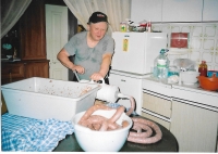 Václav Herout při řeznické činnosti v roce 2007 