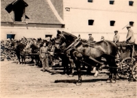 Leoš Poláček, otec pamětníka, po obrně s holí při práci na pronajatém statku v Šibicích u Nymburka, 1936