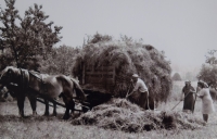 Hay harvesting at Josef Hrdina's uncle in Dolní Čermná