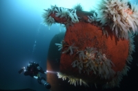 Potápanie vo vraku v Nórsku 2