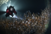 Potápanie vo vraku v Nórsku 4