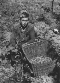 Jaroslav Křížek na chmelové brigádě v roce 1964, kdy končil základní školu