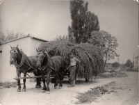 Manžel Jan, 50. léta