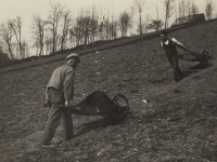 Treasure from the attic - Spreading manure on the field, Králíky, 1920s