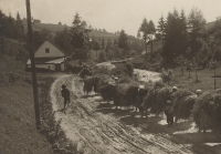 Poklad z půdy - Německé ženy jdou z pole s nákladem sena na zádech, Králíky, 20. léta 20. století