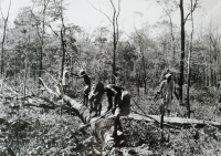 Timber grading, India, July 1963