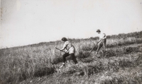 Práce na polích, Sv. Helena, 80. léta