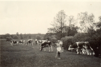 Sestra Karla Korandy pasoucí krávy ve Dvorech nad Lužnicí (cca 1940)
