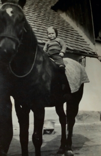 Josef Holcman na koni Furinovi v roce 1953