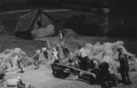 Mlácení obilí u Peků, Sv. Helena, cca rok 1960