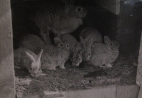 Králíkárna postavená dědečkem Markéty Suché na dvoře školy