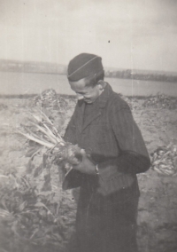 The witness as a student working on a beet field, October 1948
