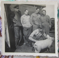 Mechanici z torpédoborce si chovali prasata k jídlu