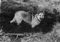 Německý ovčák, fena Astěna, která byla vychována k nahánění „narušitelů“ hranic v oblasti Starý Pochr, datace 1969–1971