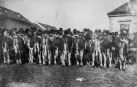 Trhy v Tlumačově, muži hodnotí býky, asi 1930