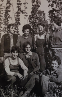 Magdalena Třebická na chmelové brigádě