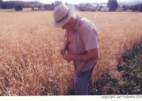 František Novák zkoumá zralost zrna na svých polích s obilím, kolem roku 2000