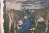Josef Nedvěd při dojení svých kravek, Eibenthal, nedatováno